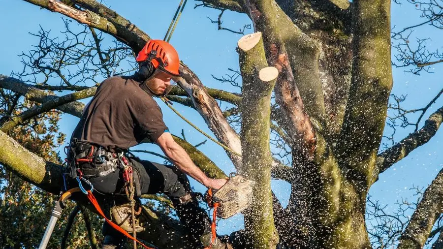 Tree Removal Services